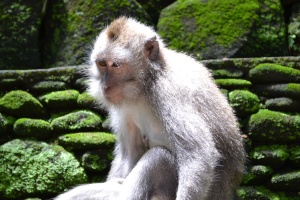 Ubud monkey