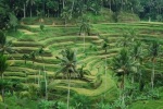 rice terrace