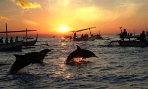 Swim_with_dolphin_in_Bali