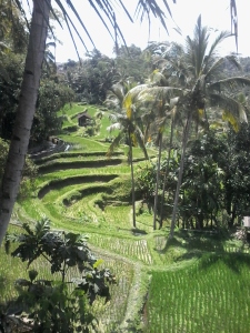 Rice Terrace Gunung Kawi