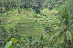 Bali_rice_terrace_ubud