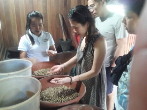 Tegal_sari_coffee_plantation