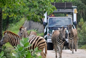 Jungle_Hopper_Bali_safari