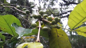 bali_coffee_plantation