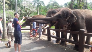 Elephant_feeding_bali