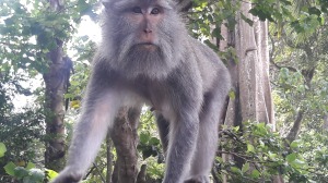 Monkey_forest_ubud