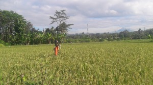 Ubud_rice_field
