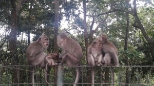 monkey_forest_ubud